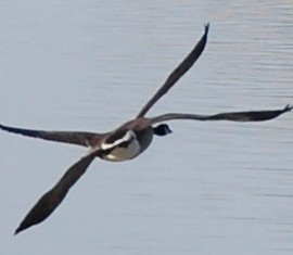 A Canada Goose with four wings flying over water