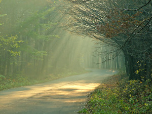 Sunbeam on path