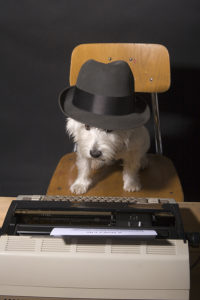 West Highland Terrier (wearing a man's hat) sitting on a chair in front of a typewriter