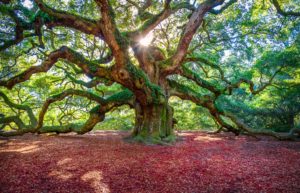 Angel Oak Tree, Charleston, South Carolina